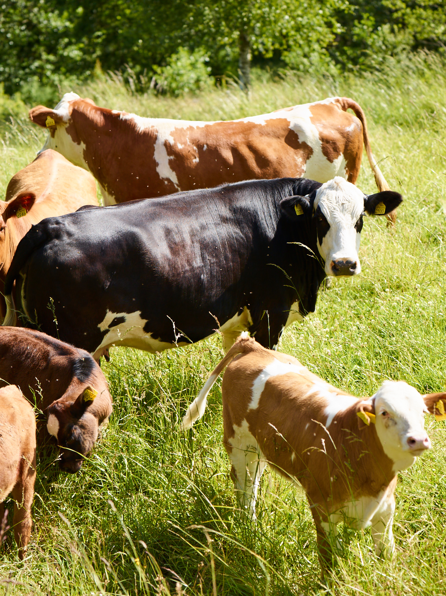 Redigmat köttlådor lokalt
